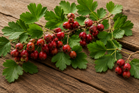 Natural Energy Support